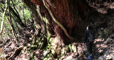 ドキュメンタリー映画「森に聴くListen to the Forest」場面写真