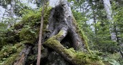 ドキュメンタリー映画「森に聴くListen to the Forest」場面写真