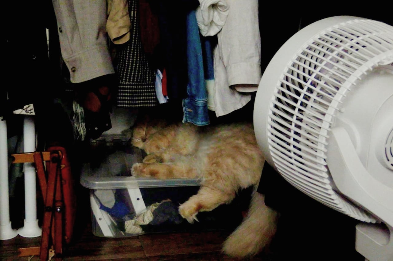 「私たちの一日」新場面写真。物語のキーとなる猫がクローゼットで眠る姿