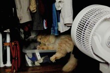 ホン・サンス監督作に「ばけばけ」脚本家らから推薦コメント、猫が眠る新場面写真解禁