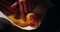 「鶏・The Chicken」場面写真 ©2020 Zakkubala