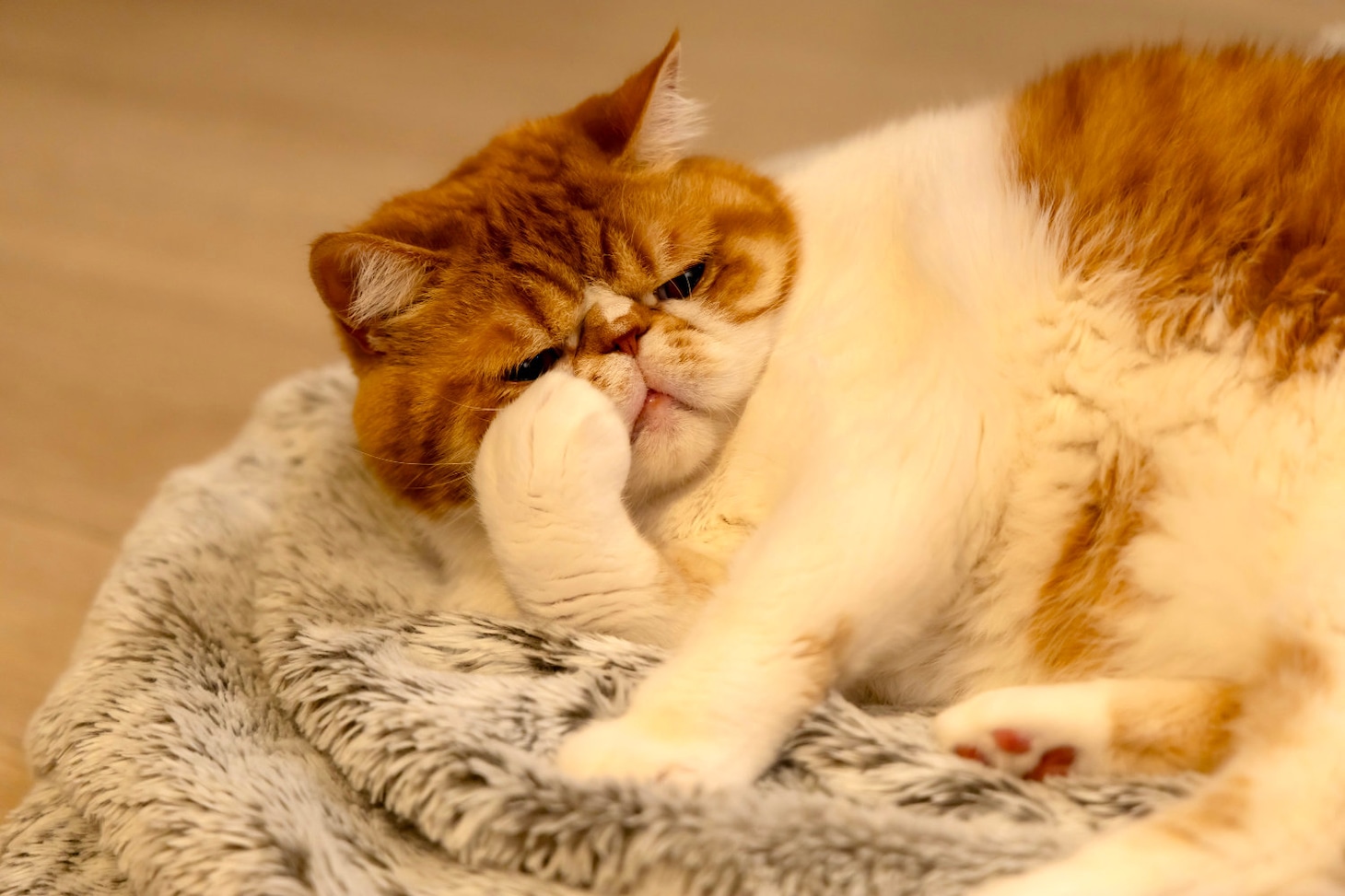 土ドラ特別企画「元カレの猫を、預かりまして。」より、猫のヨミチ