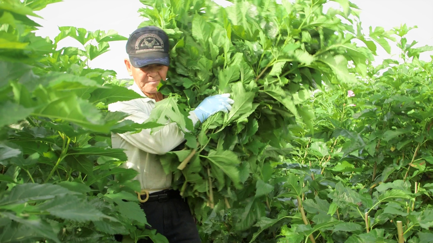 ドキュメンタリー映画「マダム・ソワ・セヴェンヌ」場面写真