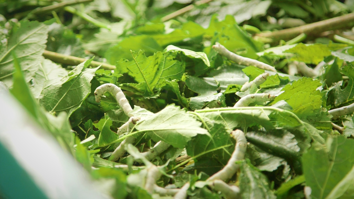 ドキュメンタリー映画「マダム・ソワ・セヴェンヌ」場面写真