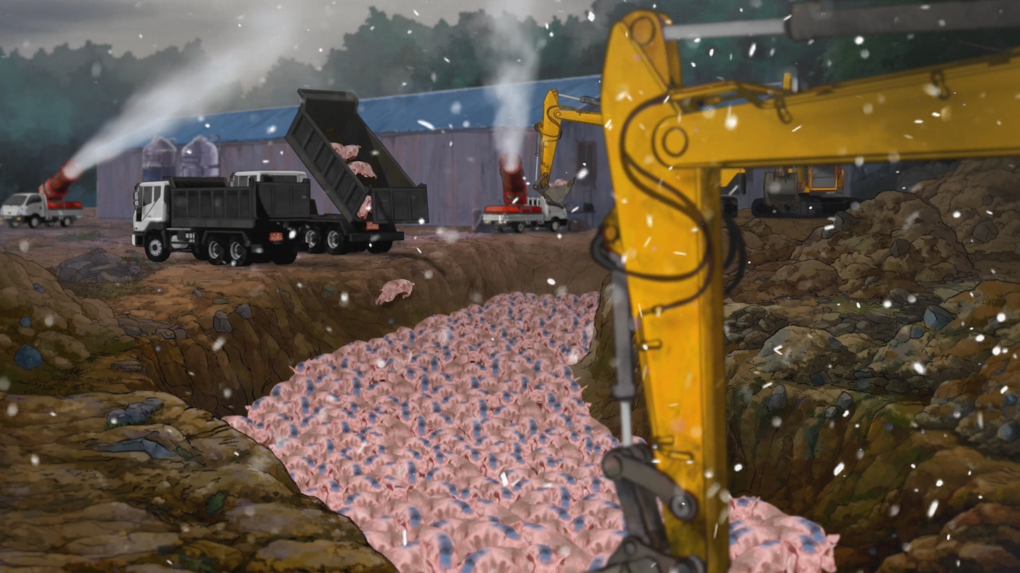 「口蹄疫から生きのびた豚」場面カット