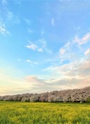 映画「桜の下のポリフォニー」の舞台となる埼玉県幸手市。満開の桜と葉の花が広がる