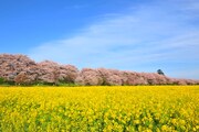 映画「桜の下のポリフォニー」の舞台、埼玉県幸手市にある桜の名所・権現堂桜堤
