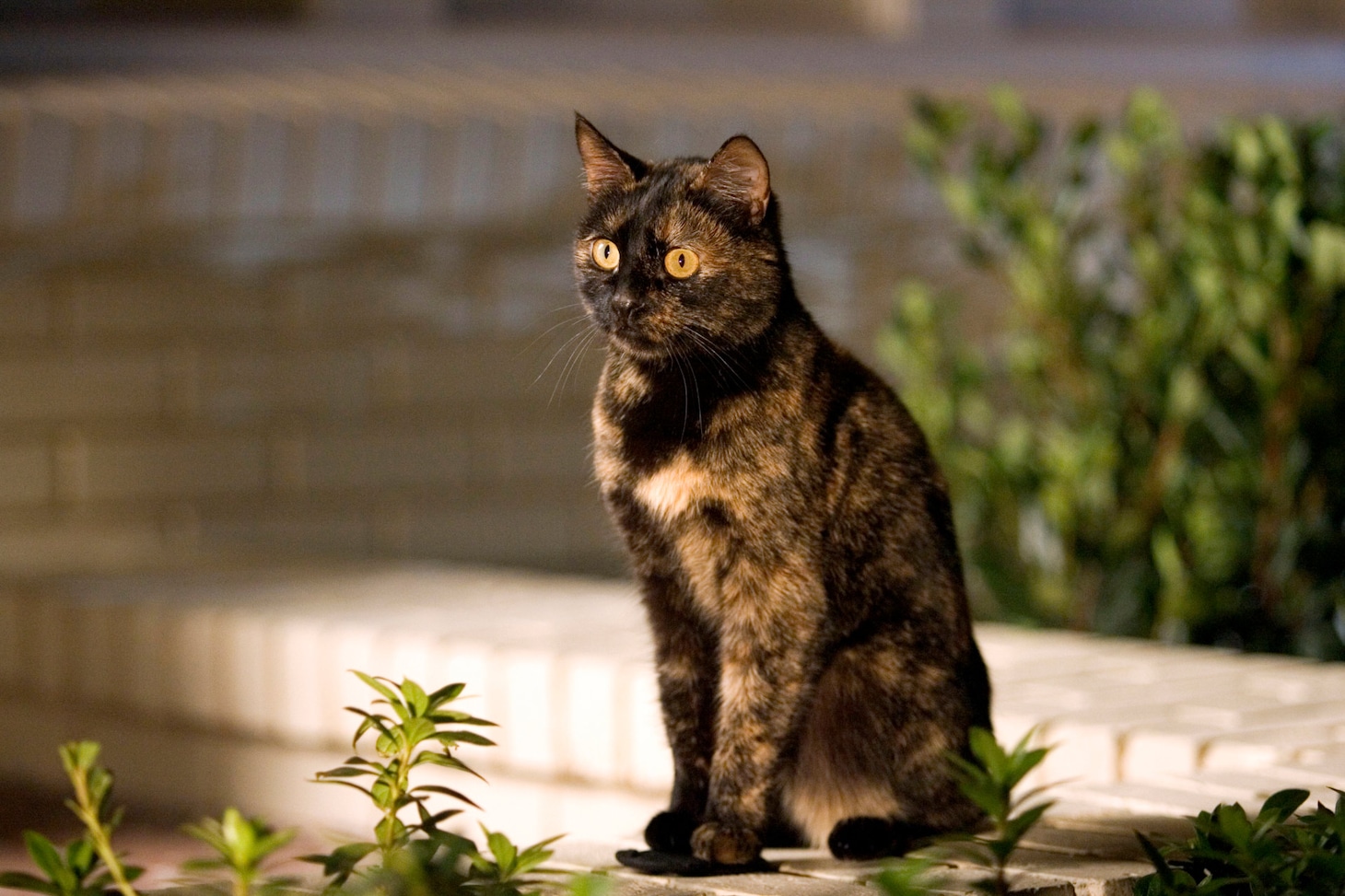 映画「奥さまは魔女」場面写真