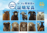 ひつじ探偵団の証明写真