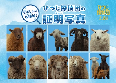 ひつじ探偵団の証明写真