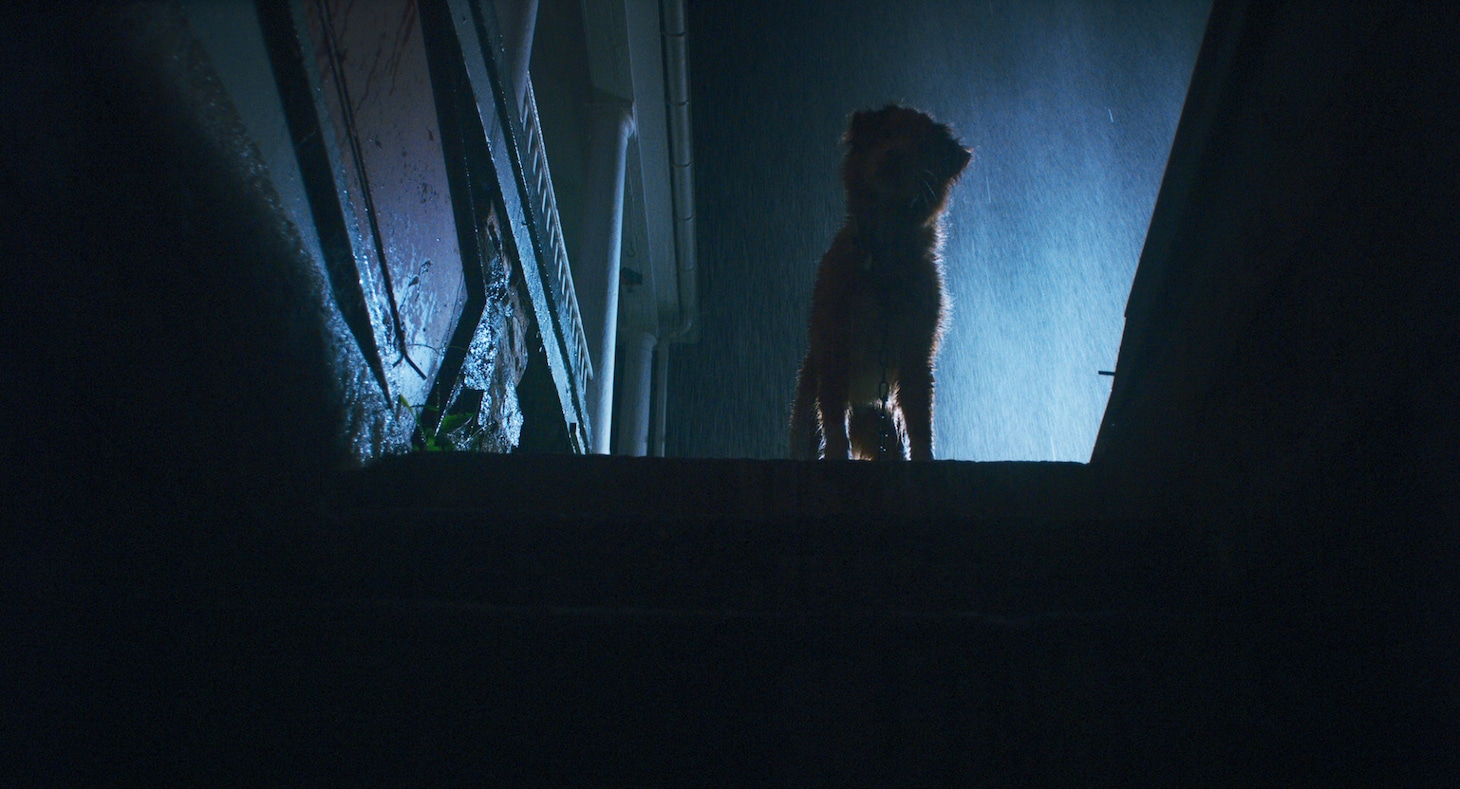 映画「GOOD BOY／グッド・ボーイ」場面写真