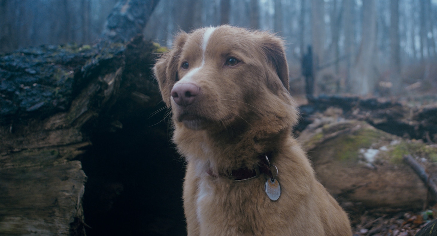 映画「GOOD BOY／グッド・ボーイ」場面写真