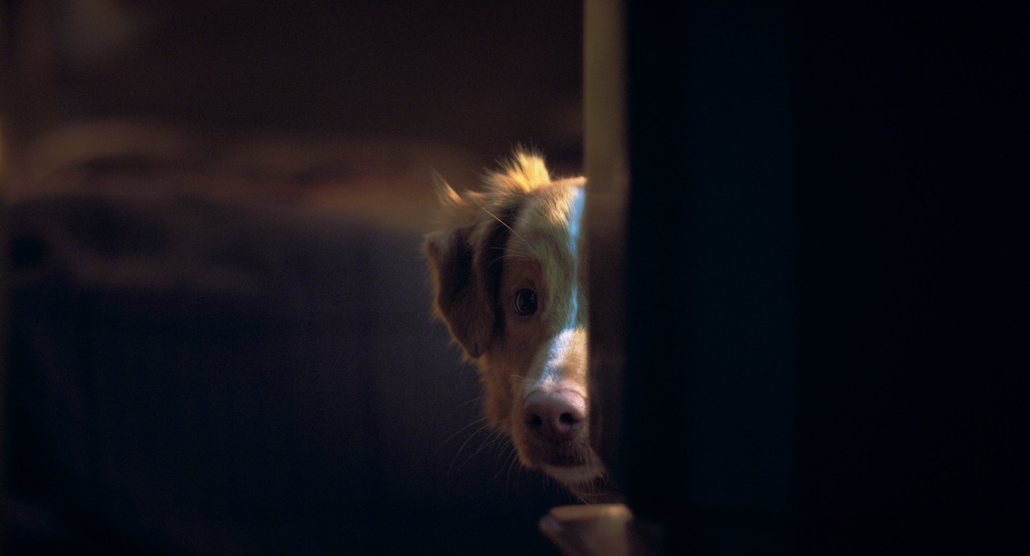 映画「GOOD BOY／グッド・ボーイ」場面写真