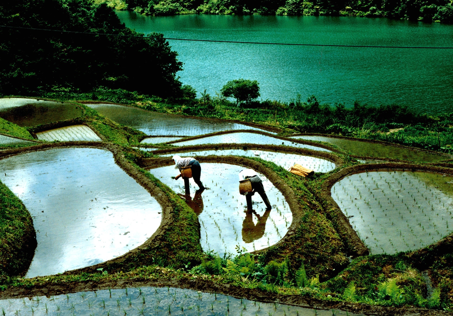 「身土不二」場面写真