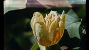 「マーク・ブラウンとの7つの散歩」場面写真 ©D.R.