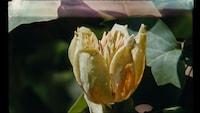 「マーク・ブラウンとの7つの散歩」場面写真 ©D.R.
