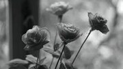 「オーレリア・シュタイネル メルボルン」場面写真 ©D.R.