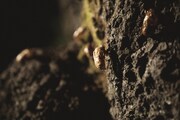 映画「口に関するアンケート」場面写真