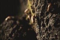 映画「口に関するアンケート」場面写真