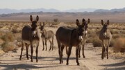 「アウトウォーターズ 裂けた砂漠」場面写真