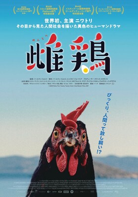 オムレツを見てがっくり…ニワトリ目線で描く映画「雌鶏」予告公開