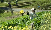 映画「八つ墓村」場面写真。五頭岳夫演じる八つ墓村に住む農夫