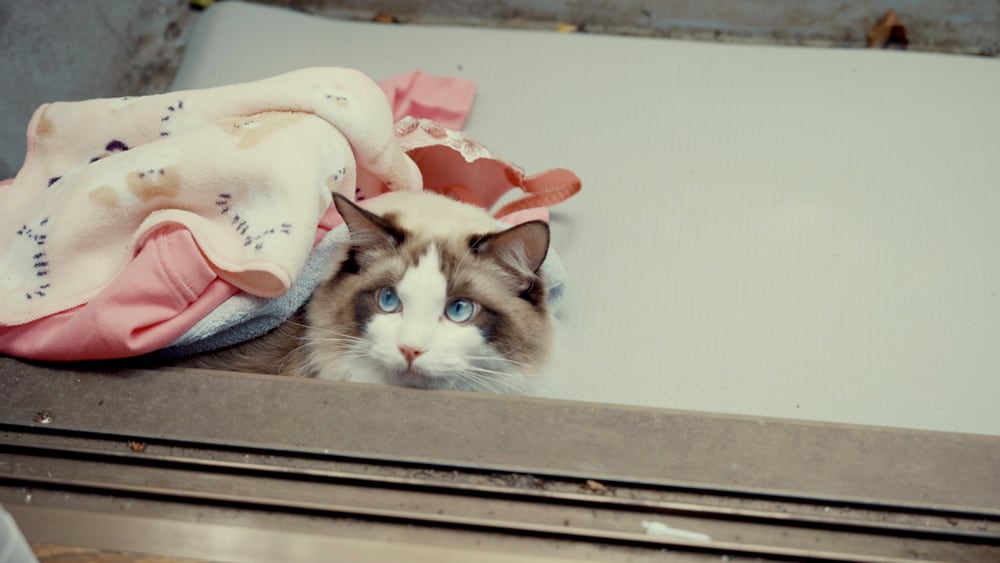猫と蝶々 オパール 猫オチ（仮）」より、猫（演：真珠） [画像・動画ギャラリー 7/15