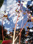 sonerでのライブの模様を完全収録したDVD「HAS/HAS HUMAN AUDIO SPONGE Live in Barcelona-Tokyo」