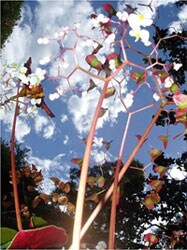 sonerでのライブの模様を完全収録したDVD「HAS/HAS HUMAN AUDIO SPONGE Live in Barcelona-Tokyo」