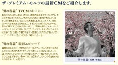 色づく桜＆歌うYAZAWAという、実に絵になる組み合わせ。