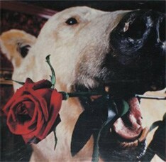 今もライブでは欠かせないナンバーが収録された「フラカンのフェイクでいこう」オリジナル盤。