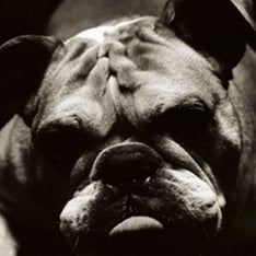 1月リリースの最新アルバム「Everything you know is wrong」をひっさげて、熱い全国ツアーを終えたばかりのチャコフィル。突然の解散発表は残念な限りだ。