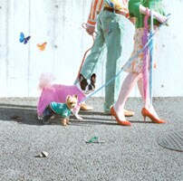 写真はシングル「大阪LOVERS」のジャケット。この犬たちもPV撮影現場を和ませている。