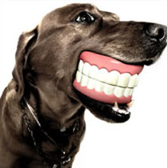 「フトサマス」には「体温(リ・レコーディング)」を含む全14トラックを収録。