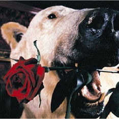 初期時代の作品の復刻盤「フラカンのフェイクでいこう+恋をしましょう+7 」を発売したばかりのフラカン。一日も早い回復を願おう。