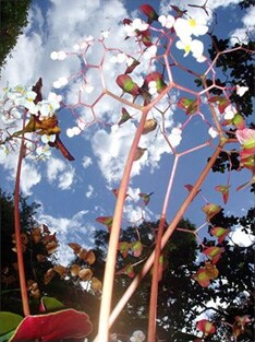 バルセロナと東京の、それぞれの「soner」ライブの模様を完全収録したDVD「HAS/HAS HUMAN AUDIO SPONGE Live in Barcelona-Tokyo」 。ちなみに小山田がゲスト出演しているのは東京公演のみ。