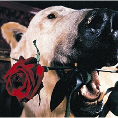 先日の延期発表に続いての残念なニュース。6月以降は完治した鈴木のボーカルが聴けることを願いたい。