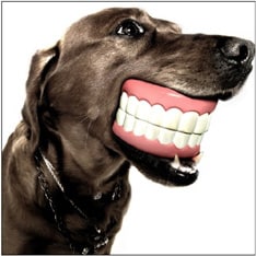 最新作は4月にリリースされたアルバム「フトサマス」。さまざまなジャンルを消化した豪快な骨太ロック全14曲が収録されている。