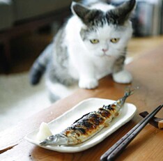 彼らの渾身の3rdアルバム「三枚おろし」（写真）は、旬のアイドル猫「まこ」が目印。