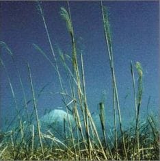 写真は2000年にリリースされた第1弾コンピ「極東最前線」。あぶらだこ、NAHT、HUSKING BEE、怒髪天、DMBQ、NUMBER GIRL、bloodthirsty butchersら豪華ラインナップが参加した。