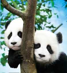 イベント当日は四川省で起きた大地震のために大きな被害を受けた、ジャイアントパンダ保護区を支援する募金活動も実施予定。