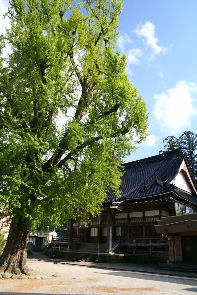 会場となる白雪山善巧寺は、富山県・宇奈月温泉近くに位置する浄土真宗本願寺派のお寺。