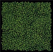 MONG HANGメンバー追悼フェスを実家の庭で開催