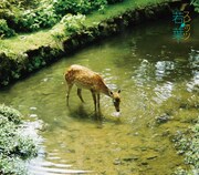 11月5日リリースのニューシングル「若葉」ジャケット