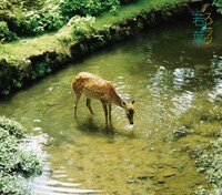 11月5日リリースのニューシングル「若葉」ジャケット