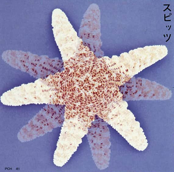 スピッツのアルバム13枚が高音質SHM-CDで再発 - 音楽ナタリー