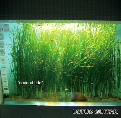 水槽の写真を使用した本作のジャケットは、熱帯魚ファンも要注目。タワーレコードでは先着特典としてデモ音源1曲を収録したCD-Rが用意される。