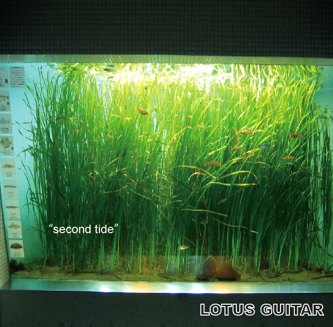 水槽の写真を使用した本作のジャケットは、熱帯魚ファンも要注目。タワーレコードでは先着特典としてデモ音源1曲を収録したCD-Rが用意される。