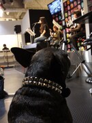 カヒミ・カリィ、愛犬ゴメスもうっとりインストア