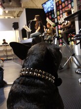 ステージ袖でカヒミの姿をじっと見守るゴメス君（フレンチブルドッグ）。